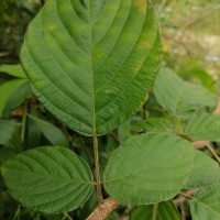 Phyllodium pulchellum (L.) Desv.